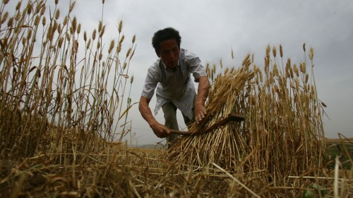 “土改”后中国农业有个黄金时代？骗人的！