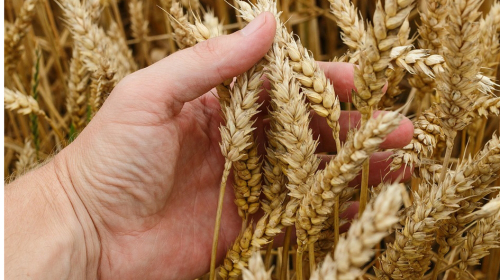 豐收年湖北農民為何偷割小麥藏在家？