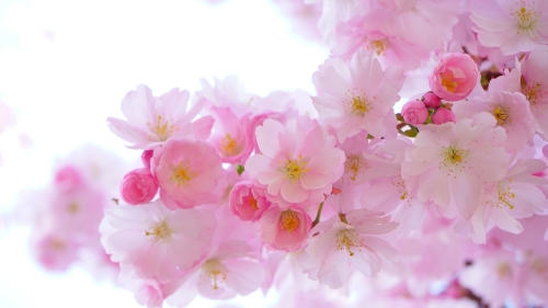 生肖马代表的花：樱花。