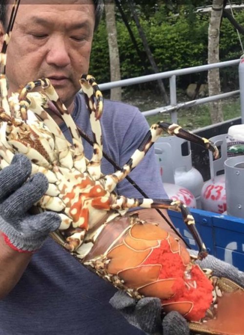 连日几天大雨，东海岸长滨乡渔民捕获一只4台斤的超大龙虾，母龙虾抱着数百万个卵，海产店买下后，交给文史工作者池祥钰放生。