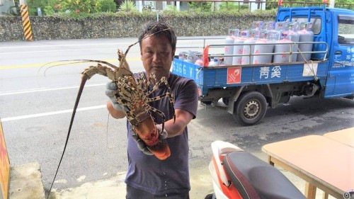 台东长滨乡渔民捕获罕见的4台斤锦绣龙虾，龙虾妈妈怀里抱着数百万卵，海产店买下后，交给乡民放生复育。