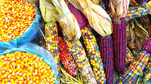 彩色玉米颜色丰富又营养，不是转基因的食品。