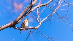 鸟跌家败梦显逝期(图)
