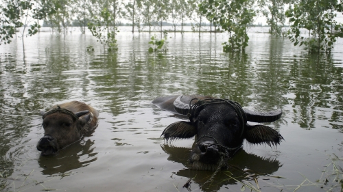 2003年淮河洪水。