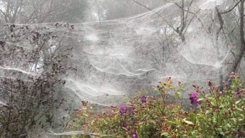 苗栗县狮潭乡仙山山区出现巨大蜘蛛网