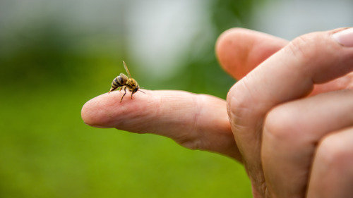 当在户外活动，发生被蜜蜂蜇伤，需要立即处理, 尽快拔出蜇针。