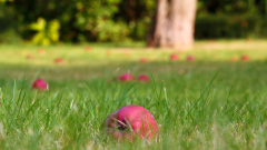 華為能可信只需看樹下的蘋果(圖)