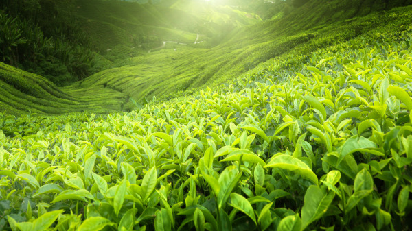 茶叶 产量 中共病毒