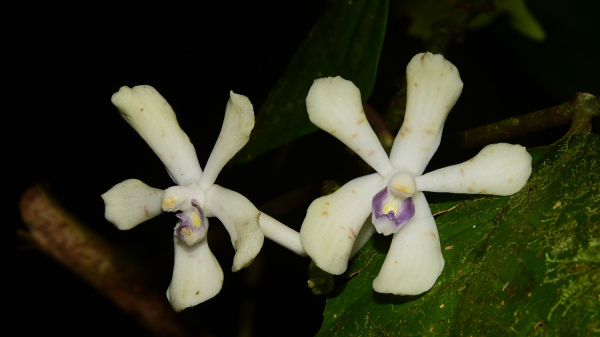 英聖龍爪蘭的花徑約5公分，花序長約2米。（辜嚴倬雲植物保種中心提供）