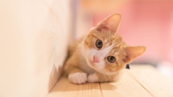 寵物小知識：世界記錄上最長壽的貓是哪一種？