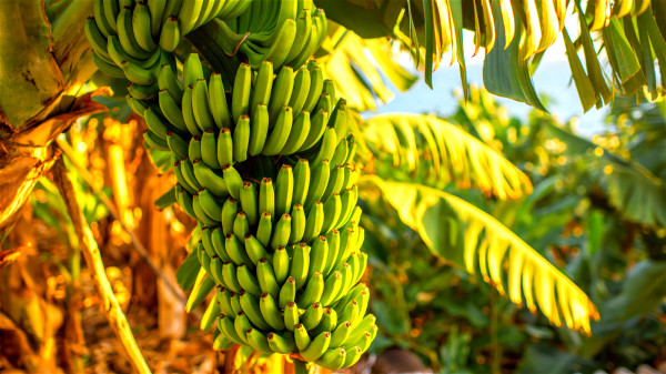 香蕉能提供能量，還可以幫助人體克服或治療許多病症。