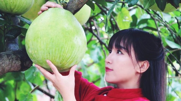 李子柒不仅厨技娴熟，做出的美食色、香、味俱佳，而且她具备农业生产知识。