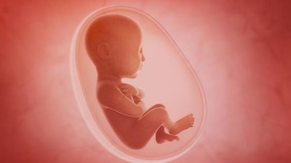 胎兒在媽媽子宮裡其實有不太為人們所知道的事，或許會出乎你的預料。