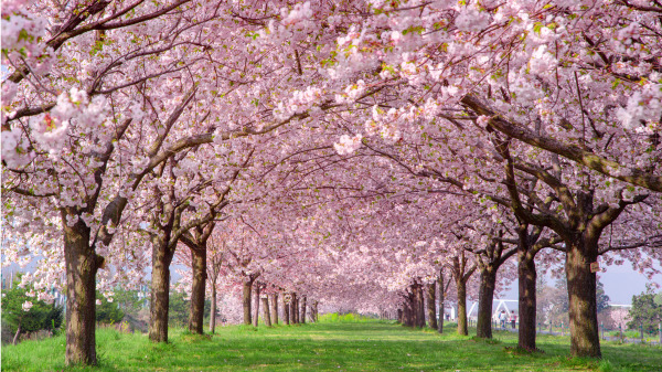 數萬株桃花都含苞吐蕊，彷彿織錦的圍屏、繡花的帷幄一般，左右排列。