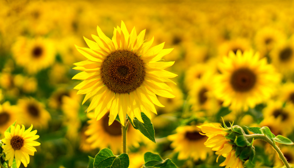 向日葵蕴含着数学奇迹和自然奥秘