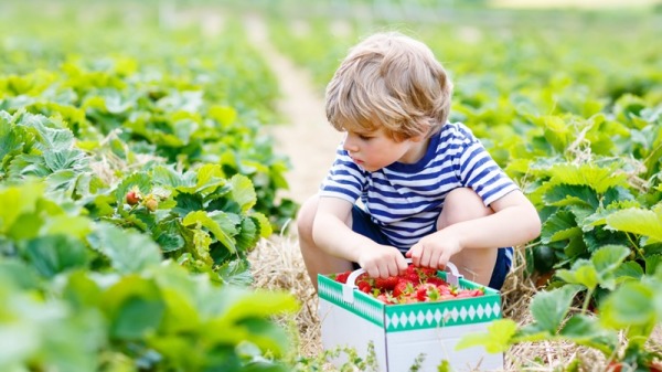 孩子到農場學習採草莓。