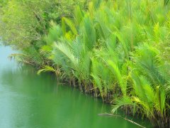 外國人不吃的水果在中國被吃成「三級保護植物」(組圖)