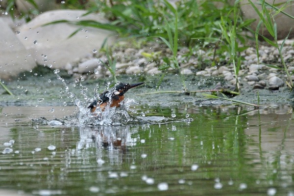 入水的翠鸟