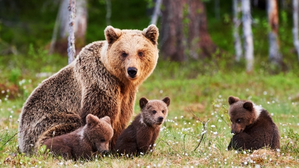 “熊”孩子与母亲的搞笑互动