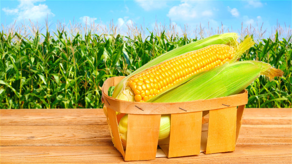 不灑農藥的玉米