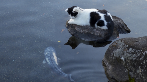 猫喜欢吃鱼，但猫不会游泳。