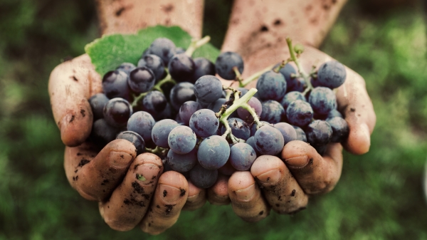 200年前葡萄藤上生化大战，人类赢下自然，却永远失去了上古美酒。
