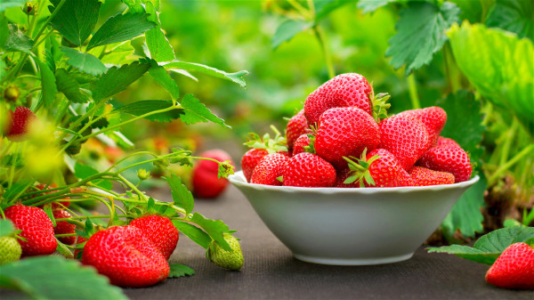 经常食用草莓等富含叶酸的食物，可帮你保护心脏。