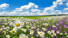 乱世奇婚四两银子买个媳妇口袋里挑(图)