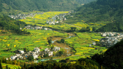 蝗虫过境作物无恙仙人指点鸡鸭帮忙(图)