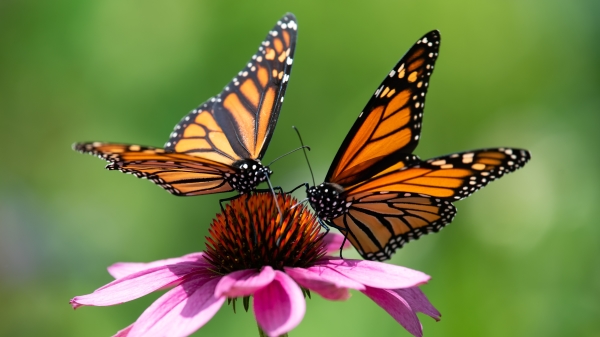 多倫多東區的士嘉堡區安大略湖的懸崖邊，有一個以各種鮮花而聞名的羅塞塔.麥克萊恩花園，其中最美最大的蝴蝶是黑脈金斑蝶，也叫帝王蝴蝶。（圖片來源：Adobe Stock）