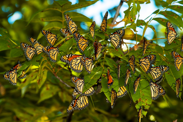 遷移中的墨西哥帝王蝴蝶。（圖片來源：Adobe Stock）