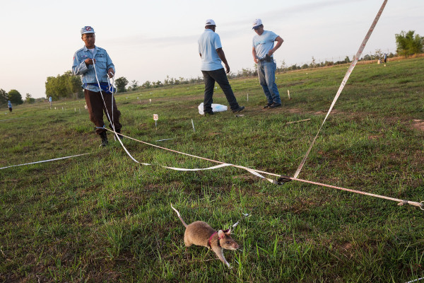 2015年7月2日，柬埔寨工作人员在巡逻非洲大鼠搜寻地雷。