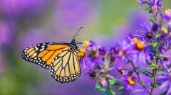 轮回实例:亡妻变成蝴蝶亡夫转生鹦鹉(图)