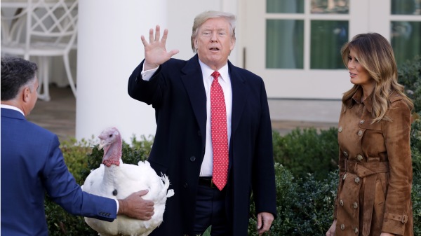 川普总统感恩节赦免火鸡。