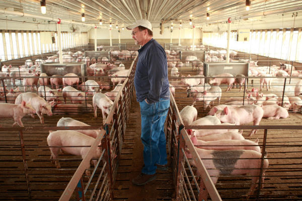 2019年4月28日爱荷华州的养猪户戈登·洛克在巡视自己的猪场。