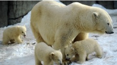 北极熊群饿坏包围垃圾车觅食令人心痛(图视频)