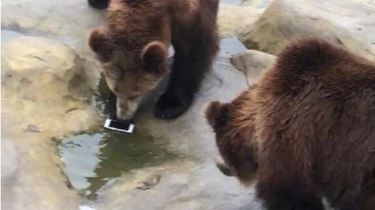 中國江蘇有一位遊客日前在動物園遊玩，原本想將蘋果扔進去給棕熊吃，然而卻誤將「蘋果手機」丟入園中，被網友們戲稱是史上「最昂貴的蘋果」!