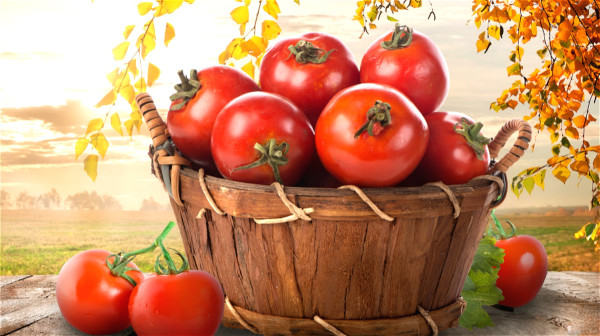 番茄有助血液中尿酸排出，利尿、降压。