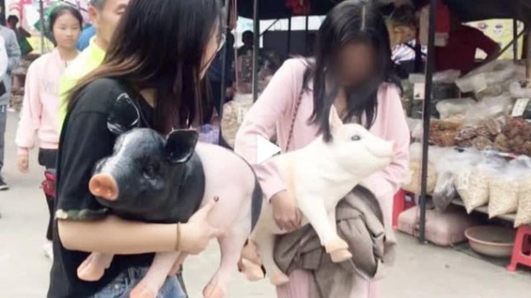 在中国广东的风景区内，有两名年轻女子在众目睽睽之下，抱走两只展出的模型猪。经过工作人员一路苦追、苦劝300公尺之后，才终于“救回”。