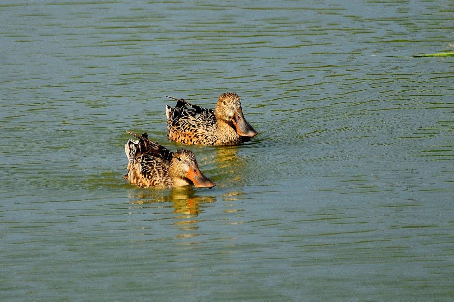 琵嘴鸭，两只雌鸭乐悠游。