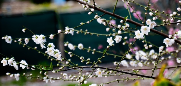 【天雪】梅園賞春系列：梅白對月／晨韻盎然