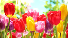 50岁后福份财运极好的生肖(组图)