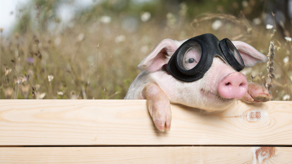今年「豬」是最熱搜的話題！豬具有很多人不知道的特殊性格!