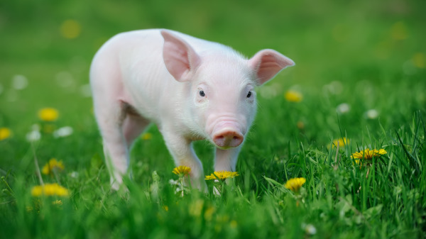 猪的个性温和,鲜少有攻击行为。