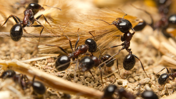黑蚂蚁体型比一般蚂蚁大，是纪律严明，凶残的昆虫。