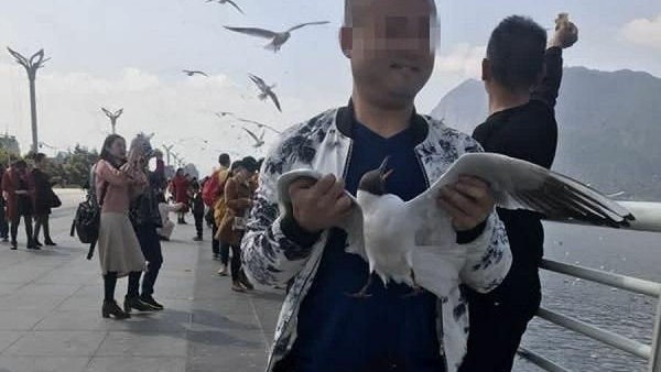 中国一名贺姓男子抓住红嘴鸥的翅膀来“拍照打卡”，事后惨被开罚并公开道歉。