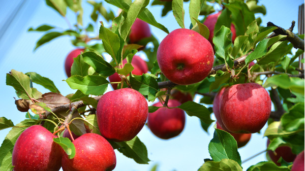 運送時間較長也為了保持新鮮，常會在蘋果表面塗上一層蠟。