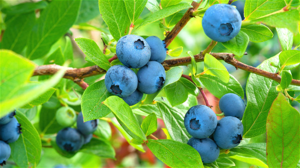 「心智飲食」建議水果要選擇莓果類（例如草莓、藍莓、黑莓等）。
