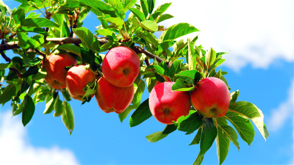 苹果具有降低胆固醇、防癌、减肥、防衰老等作用，保健效果非常好。