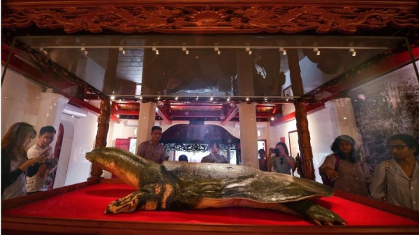 在越南河內的玉山寺，一隻被塑化後的龜祖（巨鱉），為了防止灰塵、黴菌和光照，而將牠安置在一個玻璃罩子內